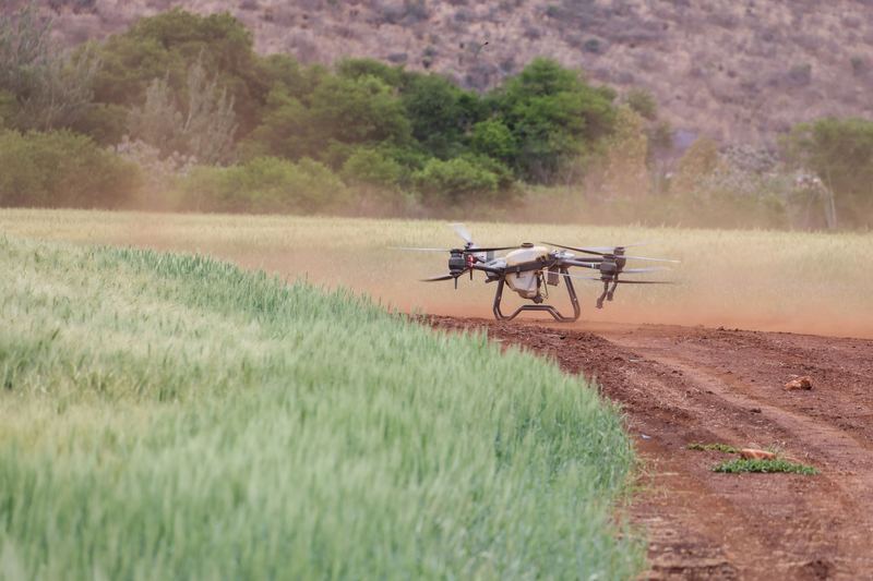 Spray drone flying low over a cereal crop beside a red dirt farm track
